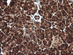 DDT Antibody in Immunohistochemistry (Paraffin) (IHC (P))