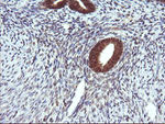 DDT Antibody in Immunohistochemistry (Paraffin) (IHC (P))