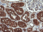 DDT Antibody in Immunohistochemistry (Paraffin) (IHC (P))