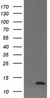 DDT Antibody in Western Blot (WB)