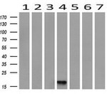 DDT Antibody in Western Blot (WB)