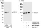 DDX21 Antibody in Western Blot (WB)