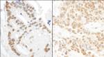 DDX27 Antibody in Immunohistochemistry (IHC)