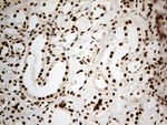 DDX50 Antibody in Immunohistochemistry (Paraffin) (IHC (P))