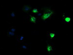 DEF6 Antibody in Immunocytochemistry (ICC/IF)