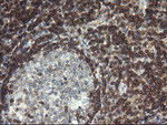 DEF6 Antibody in Immunohistochemistry (Paraffin) (IHC (P))