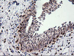 DEF6 Antibody in Immunohistochemistry (Paraffin) (IHC (P))