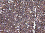 DEF6 Antibody in Immunohistochemistry (Paraffin) (IHC (P))