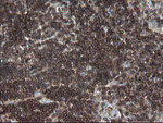 DEF6 Antibody in Immunohistochemistry (Paraffin) (IHC (P))