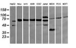 DEF6 Antibody in Western Blot (WB)