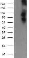 DEF6 Antibody in Western Blot (WB)