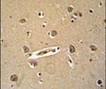 DENND5B Antibody in Immunohistochemistry (IHC)