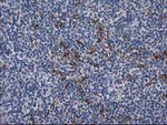 DES Antibody in Immunohistochemistry (Paraffin) (IHC (P))