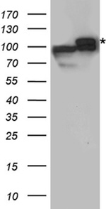 DISC1 Antibody in Western Blot (WB)