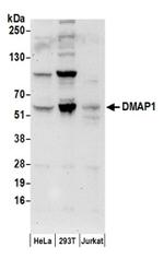 DMAP1 Antibody in Western Blot (WB)