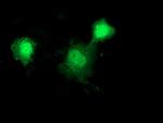 DNAJB1 Antibody in Immunocytochemistry (ICC/IF)