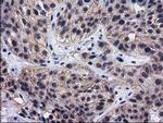 DNAJB1 Antibody in Immunohistochemistry (Paraffin) (IHC (P))