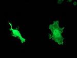 DNAJB1 Antibody in Western Blot (WB)