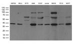 DNAJB1 Antibody in Western Blot (WB)