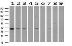 DNAJB1 Antibody in Western Blot (WB)