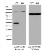 DNAJB1 Antibody in Western Blot (WB)