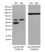 DNAJB1 Antibody in Western Blot (WB)