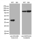 DNAJB4 Antibody