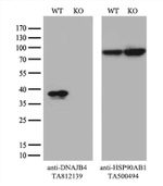 DNAJB4 Antibody in Western Blot (WB)