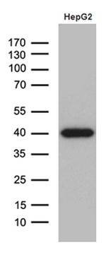 DNAJB4 Antibody in Western Blot (WB)