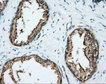 DNTTIP1 Antibody in Immunohistochemistry (Paraffin) (IHC (P))