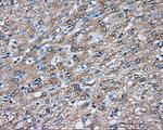 DNTTIP1 Antibody in Immunohistochemistry (Paraffin) (IHC (P))