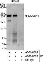 DOCK11 Antibody in Immunoprecipitation (IP)