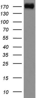 DOCK2 Antibody in Western Blot (WB)