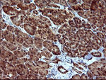 DOCK8 Antibody in Immunohistochemistry (Paraffin) (IHC (P))