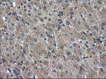 DPP4 Antibody in Immunohistochemistry (Paraffin) (IHC (P))