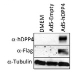 DPP4 Antibody in Western Blot (WB)