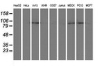 DPP8 Antibody in Western Blot (WB)