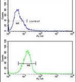 DPP8 Antibody in Flow Cytometry (Flow)