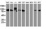 DPP9 Antibody in Western Blot (WB)