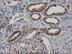 DSTN Antibody in Immunohistochemistry (Paraffin) (IHC (P))