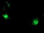 DTNB Antibody in Immunocytochemistry (ICC/IF)