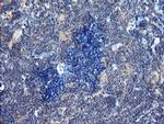 DUPD1 Antibody in Immunohistochemistry (Paraffin) (IHC (P))