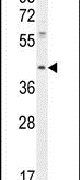 DUS4L Antibody in Western Blot (WB)