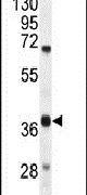 DUS4L Antibody in Western Blot (WB)