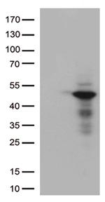 DUSP1 Antibody in Western Blot (WB)