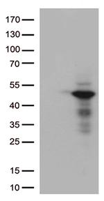 DUSP1 Antibody in Western Blot (WB)