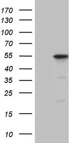 DUSP5 Antibody in Western Blot (WB)