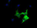 DYNC1LI1 Antibody in Immunocytochemistry (ICC/IF)