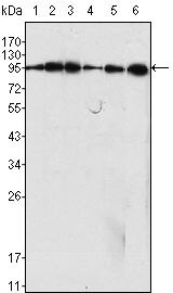 Dynamin 1 Antibody in Western Blot (WB)