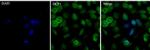 Rabbit IgG (H+L) Highly Cross-Adsorbed Secondary Antibody in Immunocytochemistry (ICC/IF)